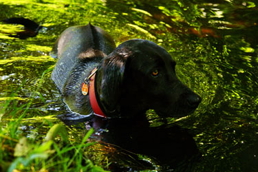 Hundebetreuung Friedrichshain 1